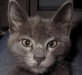 Squirtle the cat.