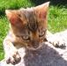Squirtle the cat.