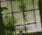 Video player program
