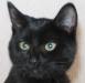 Timmi the cat.